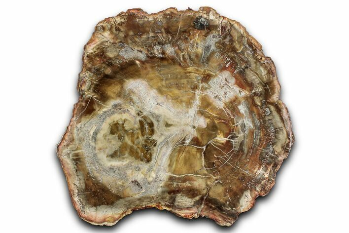 Beautiful Petrified Wood (Araucaria) Slab - Madagascar #344713